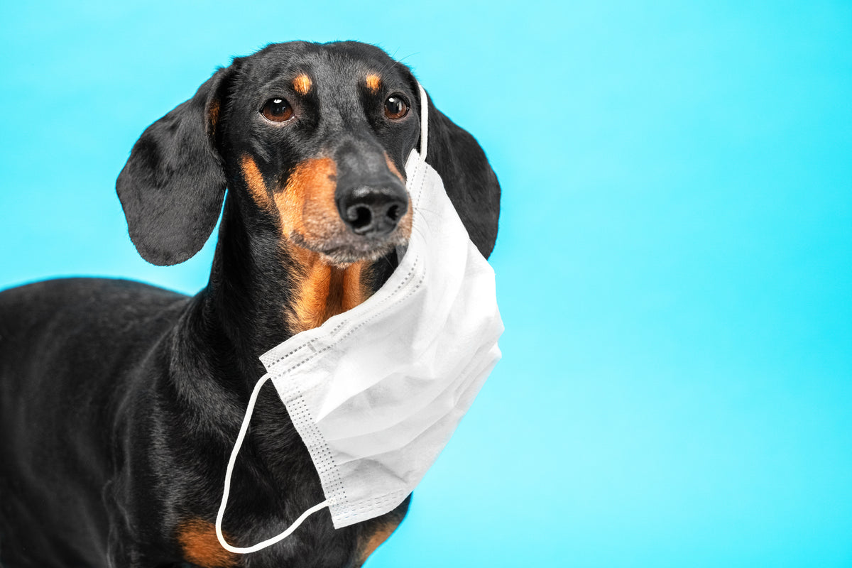 7 Simple Steps to Boost your Dogs Immune System! Wonder Paws