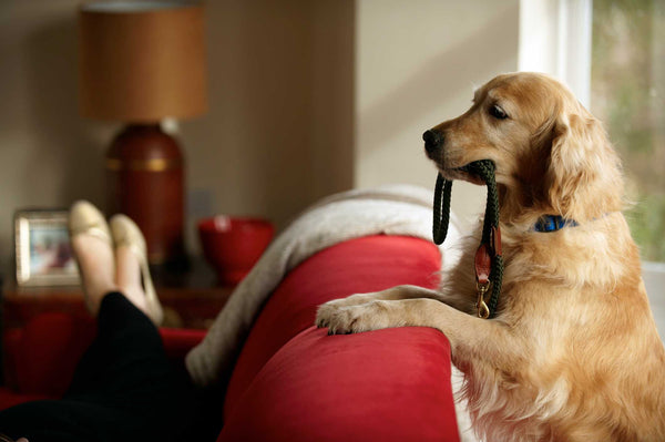 Improving Your Dog’s Leash Reactivity