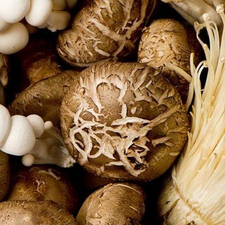 The Ultimate Natural Immune Boost for Dogs