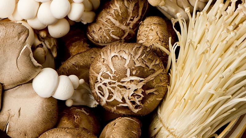 The Ultimate Natural Immune Boost for Dogs