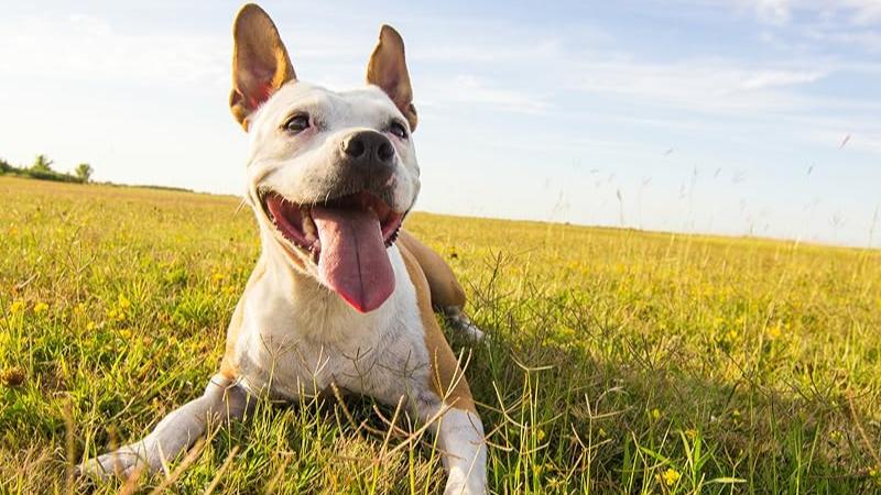 Let Your Pup Shine!