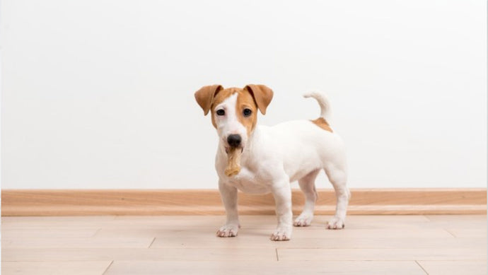7 reasons your dog may eat poop and how to defer the behavior