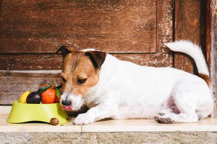 20 Fruits and Veggies that are Good for Dogs