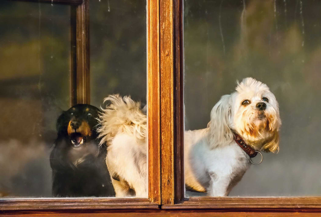 Two dogs playing in a window