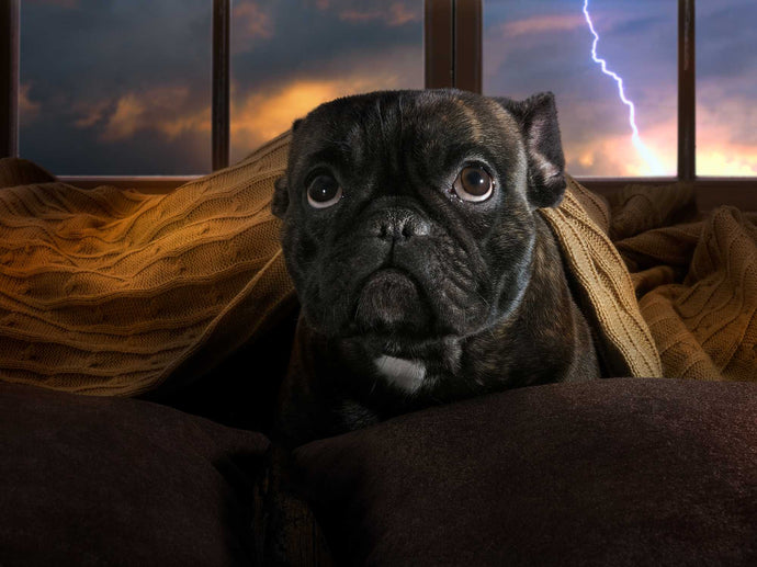 6 Ways to Help Your Dog Stay Calm During Storms