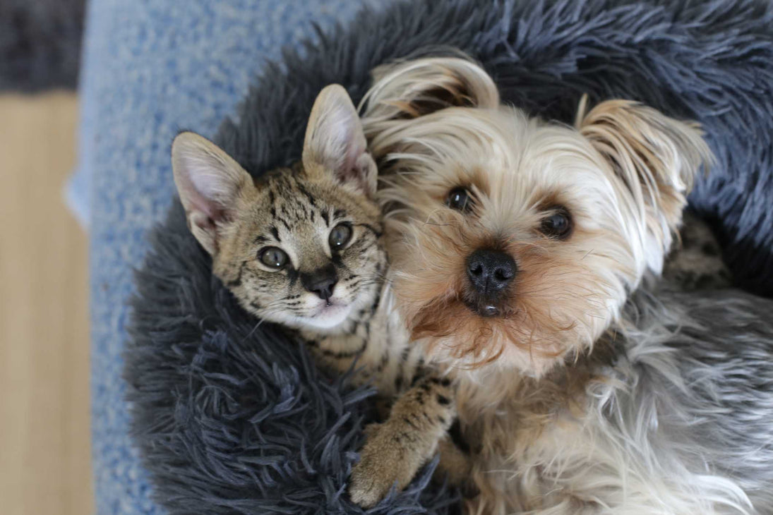 What Dog Breeds Don'T Get along With Cats: Top Troublemakers Revealed