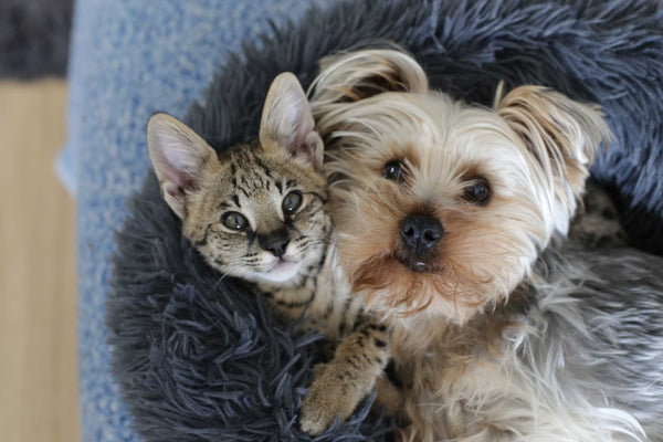 Why some dogs and cats get along while others don’t