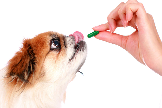 10 Reasons Your Dog Should Take a Multivitamin