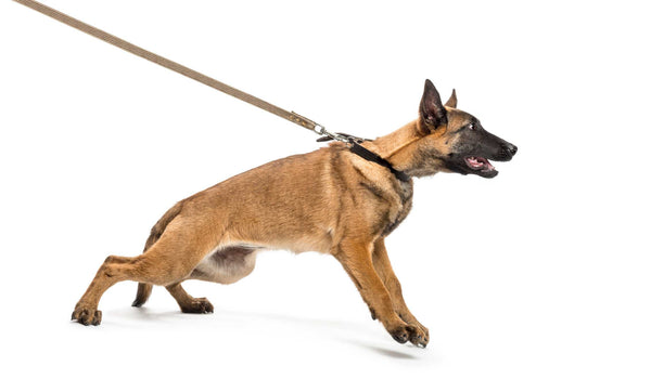 How to Correct Dogs that Pull on the Leash