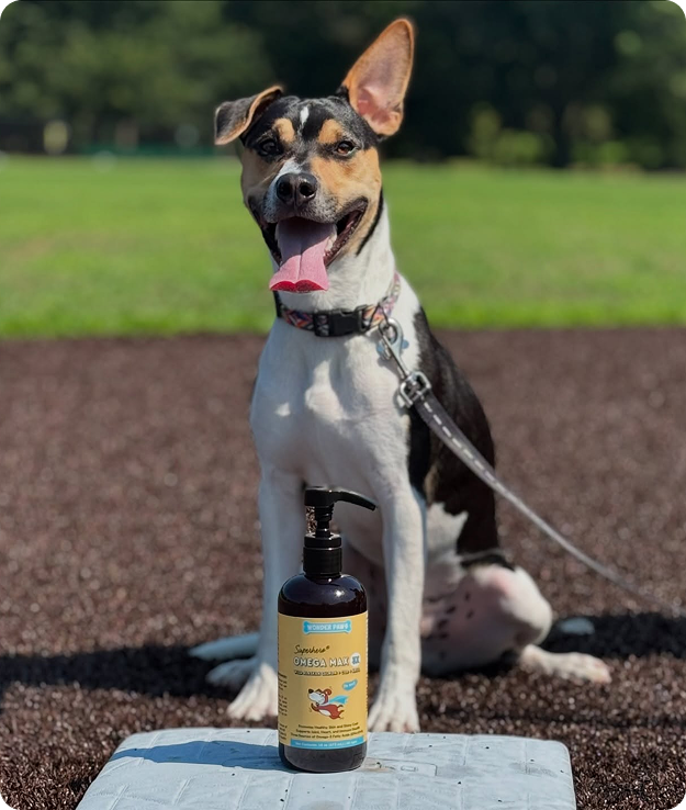 Why Do Pet Parents Trust Wonder Paws?